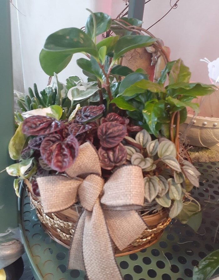 Plant Garden - Large