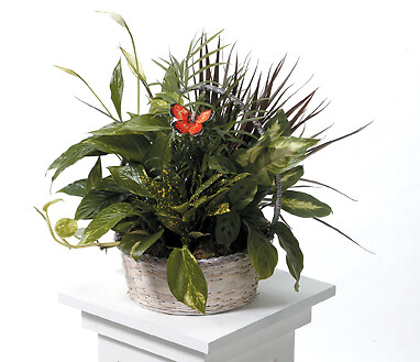 Dish Garden - Small