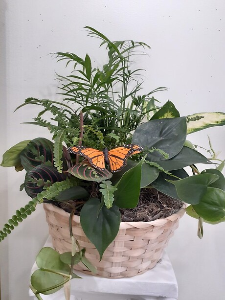 Plant Garden - Mid Size