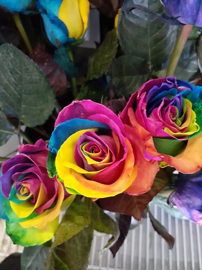 Roses - Multi