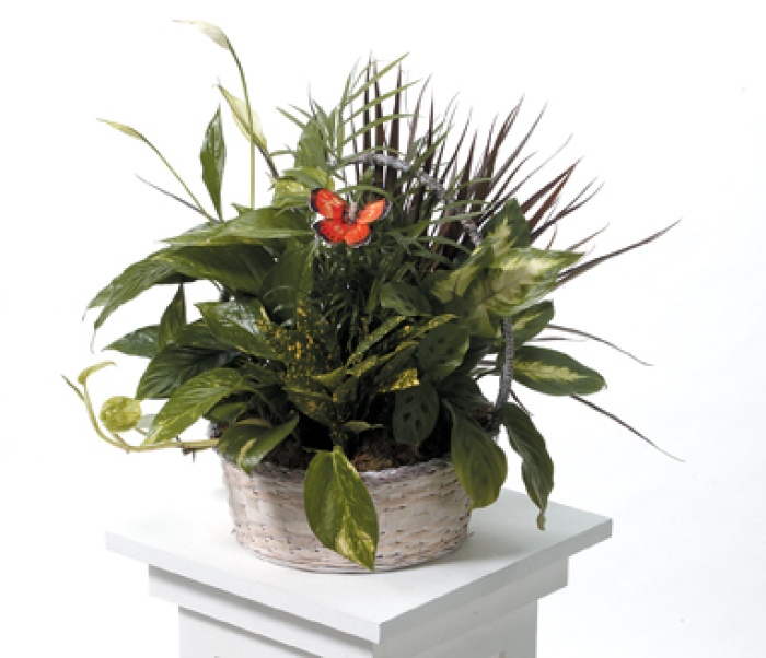 Dish Garden - Small