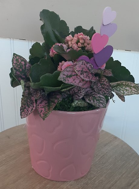 Plant Lover - Pink