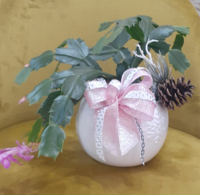 Christmas Cactus